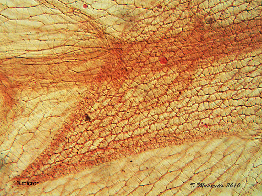 Foglia di Sphagnum